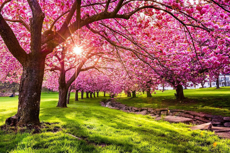 What Happens in Spring Season: Signs of Change, Nature Facts & Weather Explained