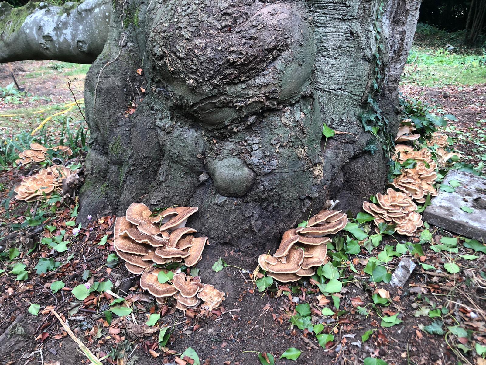 Beech Tree Diseases UK