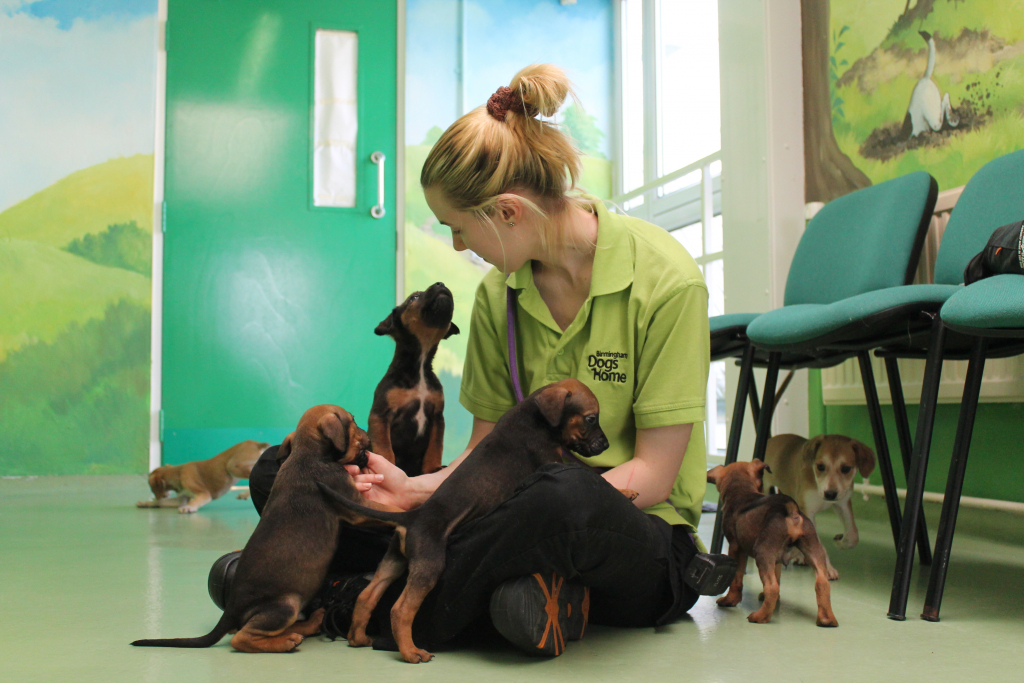 Birmingham Dogs Home Volunteering