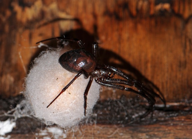 Cave Spider UK