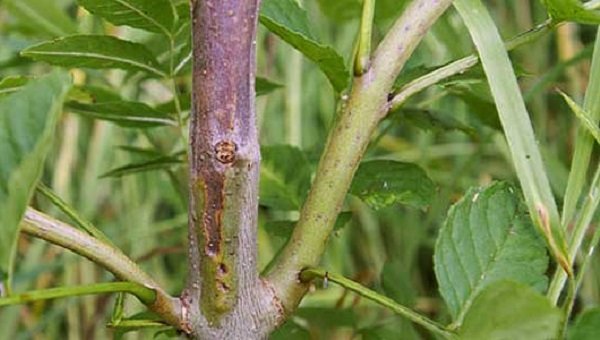 How is Chalara Ash Dieback Spread