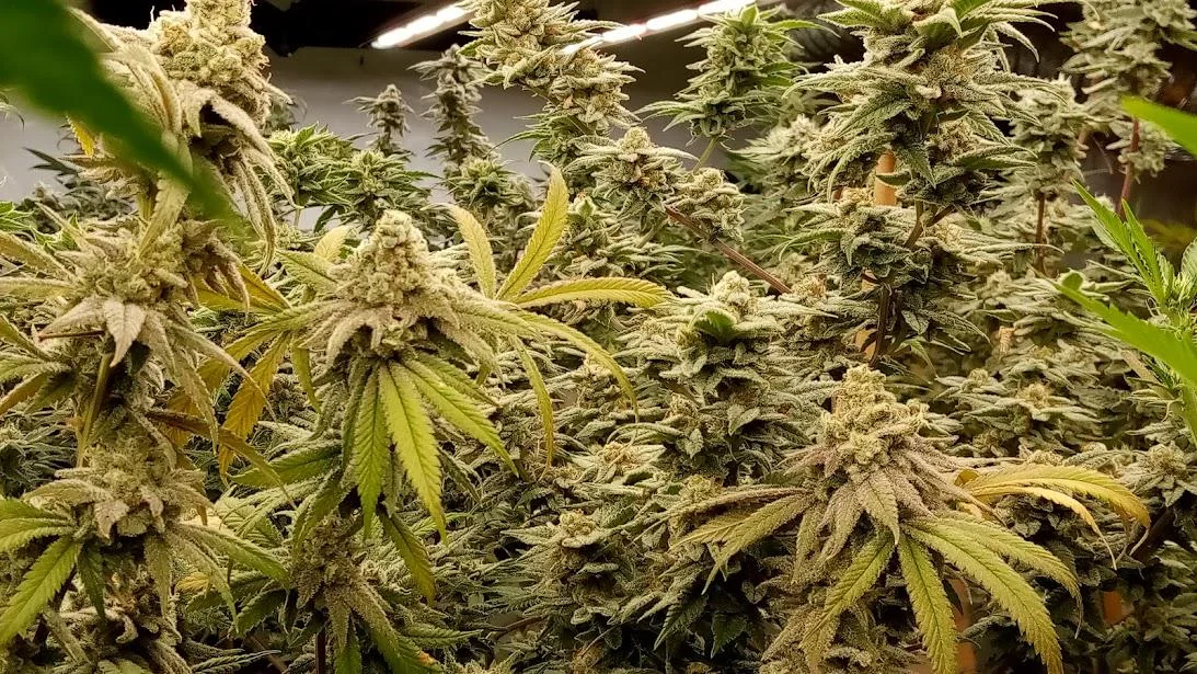 Greenpoint Seeds