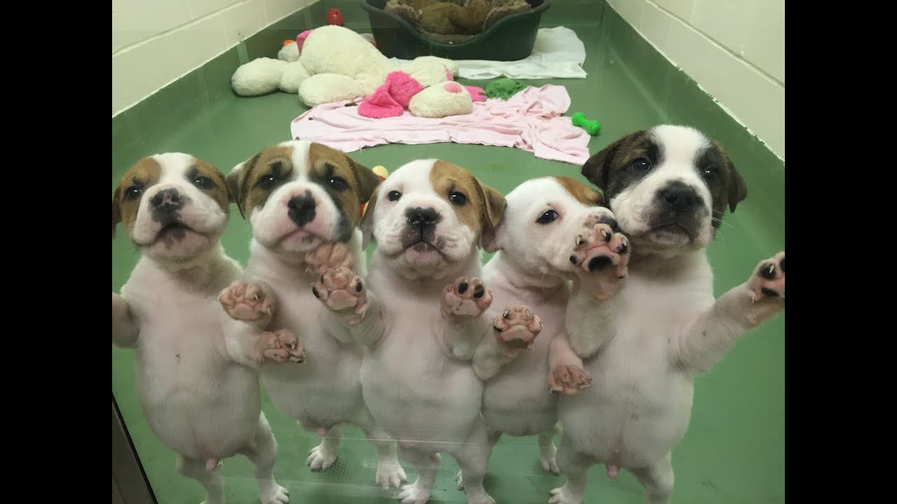 Sunnyside Kennels Wolverhampton